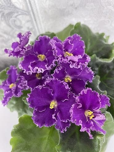 вазы хрустальные: Продам! 1 Детки стандартных сортовых фиалочек. Цена за детку от 80 — 3