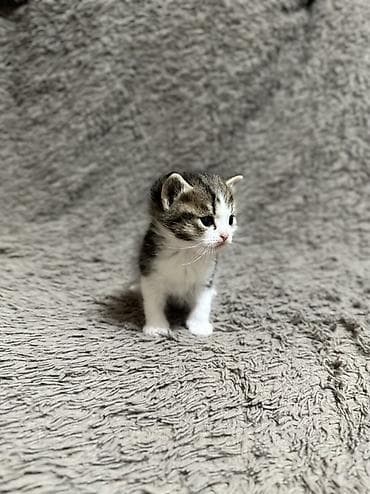 Үй жаныбарлары: 🐾 Шотландские котята мраморного окраса (скоттиш-страйт/скоттиш) — 1