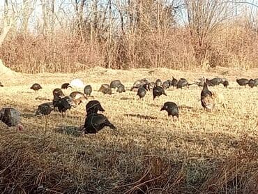 овчарка продажа: Продаю | Индюк (самец) | Черный принц | Для разведения | Племенные — 9