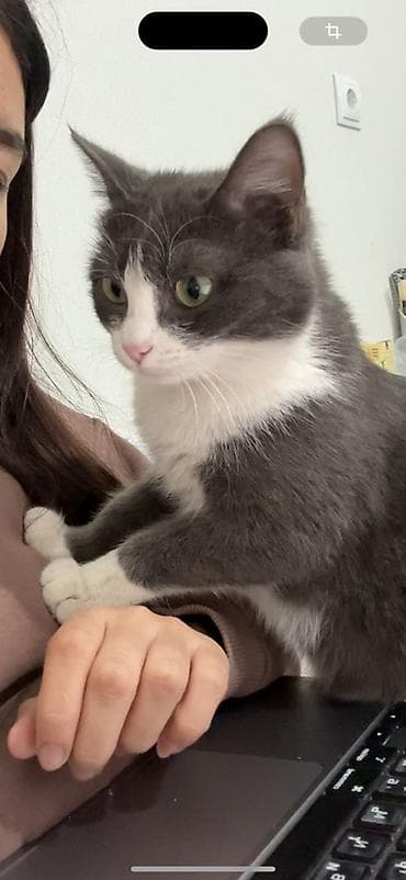 Мышыктар сатылат: Ургаачы, Лотокко барууга үйрөтүлгөн — 4