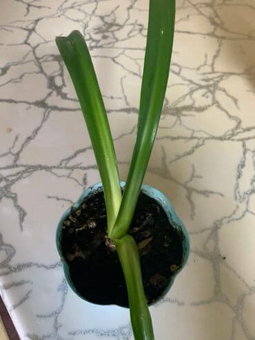 оптом овощи и фрукты: Комнатные растения в горшках
Дешево — 16