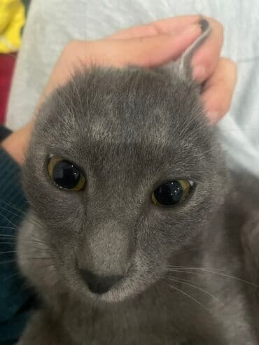 собаки для охраны: Беспородная, 7 месяцев, Мальчик, Серый — 4