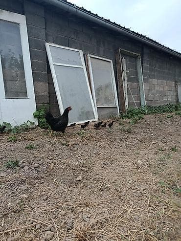 ph down: Продаю | Куры | Домашняя | Для разведения — 2