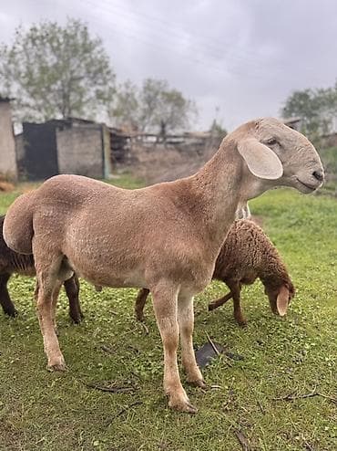 сколько стоит енот: Продаю | Баран (самец) | Арашан | Для разведения | Племенные, Осеменитель — 5