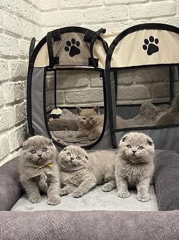 кошка рыжая: Шотландские вислоухие котята! Продажа! Очаровательные мальчики и — 1