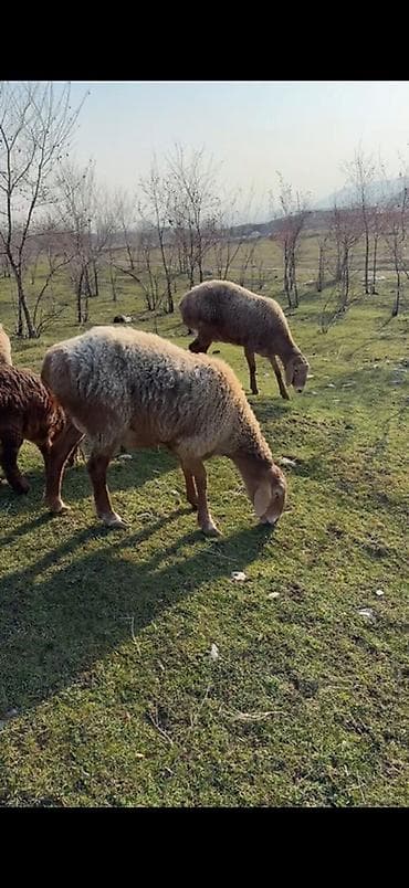 Рыбы: Продаю | Овца (самка), Ягненок, Баран (самец) | Арашан | Для разведения | Племенные, Матка, Ярка — 1