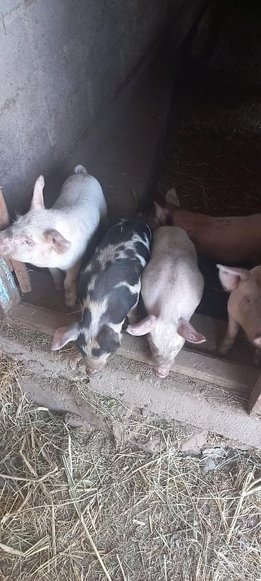 для зерна: Продаю | Поросенок | На забой — 2