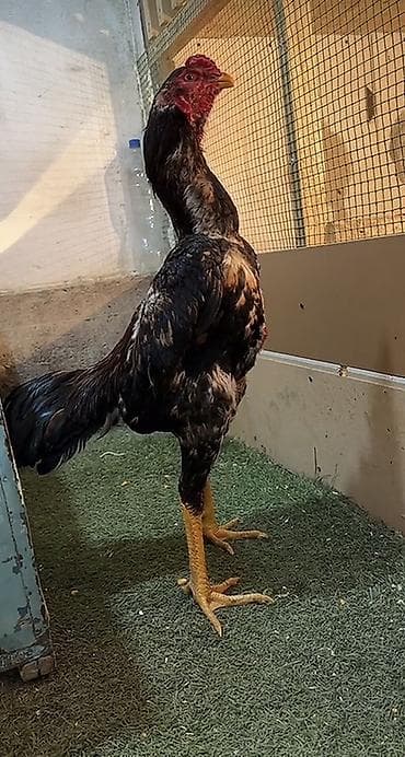 обмен на кур: Продаю | Петух | Бойцовая | Для разведения — 2