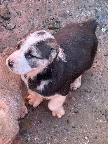 Үй жаныбарлары үчүн товарлар: Щенки алабай месяц почти - Окрас: есть щенки с чёрно-белым и палевым — 3