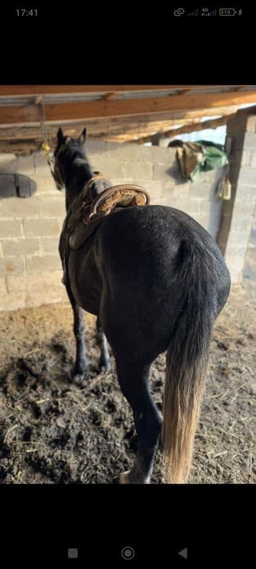 питбуль собака цена: Продаю | Конь (самец) | Конный спорт — 6