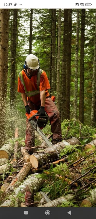 Обучение, курсы: Услуги бензопилы — 2