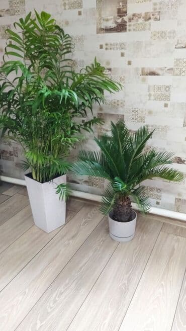 шланг для воды армированный: Комнатные растения для дома и офиса — декоративнолистные и пальмы — 9