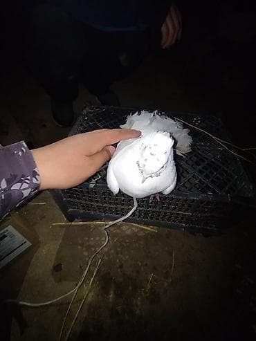 павлин цена: Павлиньи голуби, декоративная порода. Описание: - Окрас — 2