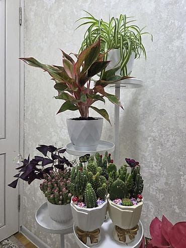 Бөлмө өсүмдүктөрү: Антуриум в декоративном горшке - Эффектное комнатное растение с — 10