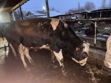 Уйлар, букалар: Сатам | Бука (эркек) | Аргын | Бордоп семиртүү үчүн | Байланган — 2