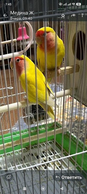 Пара неразлучников (Agapornis) в ярком окрасе: 3 штуки семейка