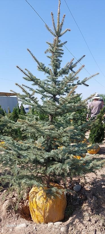 саженцы голубой ель: Саженцы деревьев: Ели, Платная доставка — 2