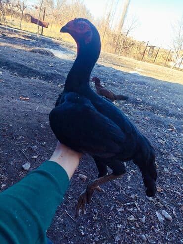 объявления о найденных собаках: Продаю | Куры | Дакан | Для боев — 1