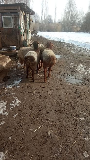 Кошки: Продаю | Овца (самка) | Полукровка | Для разведения | Матка — 8