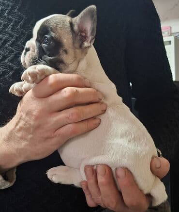 животные на продажу: - Порода: французский бульдог - Щенки породного типа, компактные, с — 1