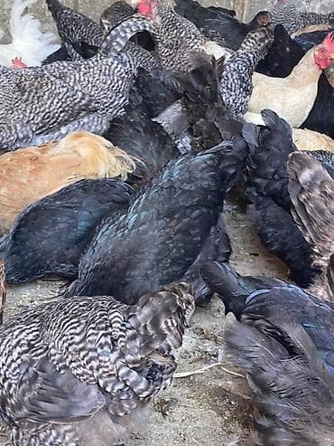 клетка для перепел: Продаю | Куры, Петух, Цыплята | Домашняя, Кучинская | На забой, Для разведения, Несушки — 9