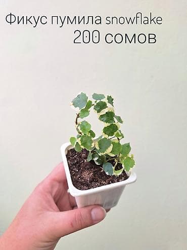 лещь: 🌿 Комнатные растения/цветы (укоренённые черенки/молодые — 10