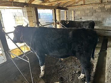 ат кок бору: Продаю | Бык (самец) | На откорм | Привязанные — 3