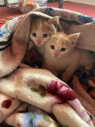 сиамский кот: Кошка даром: Беспородная, 2 месяца, Девочка, Приучена к лотку — 2