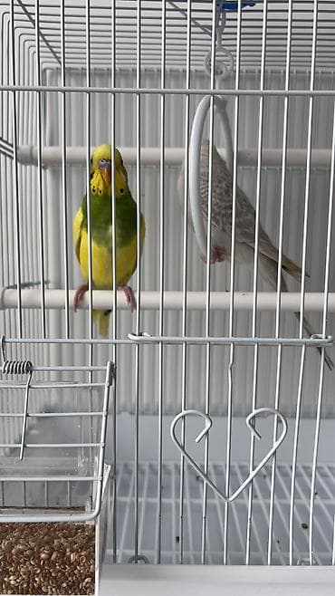 где продаются бабочки: Продаем двух милашных попугаев ! 🤗 Мальчик и девочка Очень красивые — 2