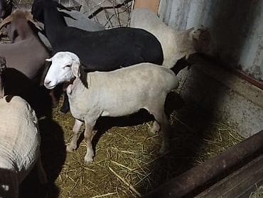 цыплята индюки: Продаю | Овца (самка) | Для разведения | Матка — 1