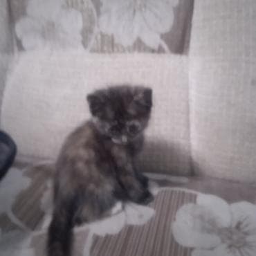Котёнок черепахового окраса - Пушистые малыши с черепаховым