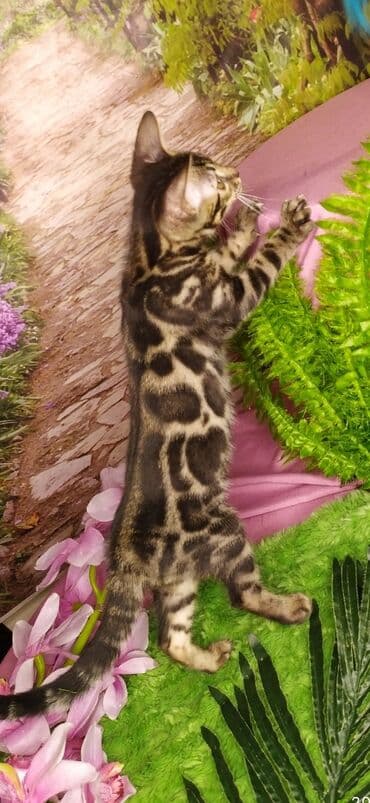 новорожденные котята: Друзья !!! питомник Бен Гла Мур с радостью предлагает новый помет. от — 17