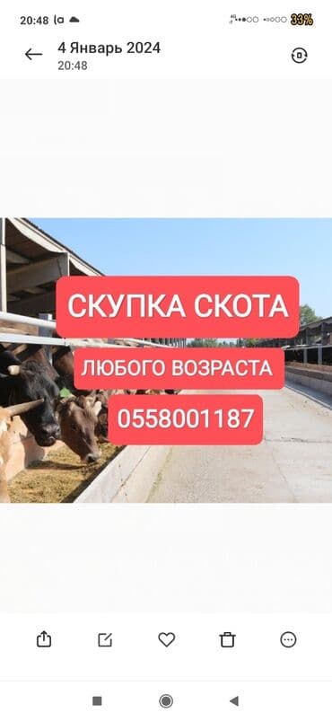 Куплю | Коровы, быки, Лошади, кони, Другие с/х животные | Круглосуточно, Любое состояние, Забитый