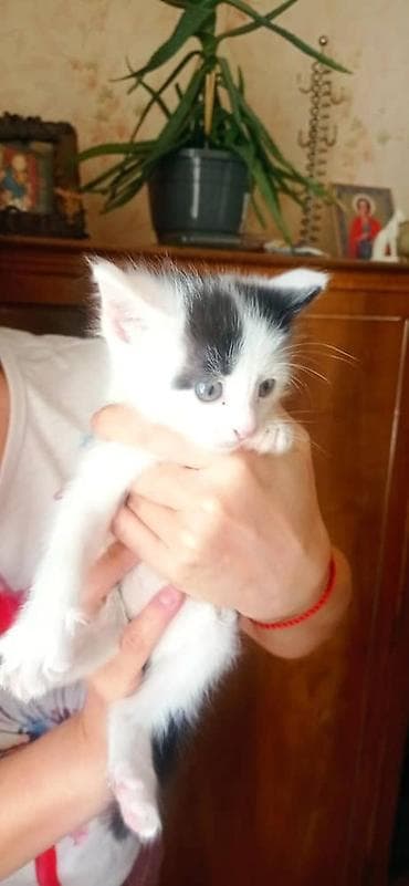 собаки кошки: Котята, две девочки один мальчик окрасы: бело‑черный и бело‑тигровый — 7