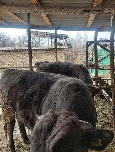 собака питбуль: Другие животные — 10