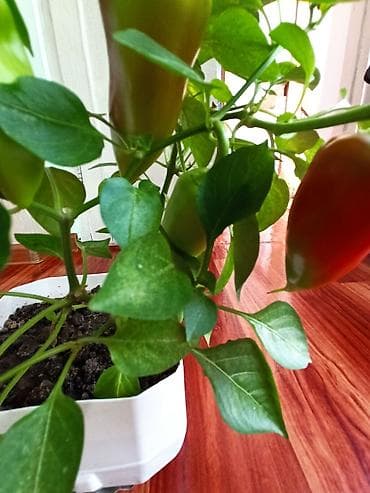 Калемпир: Рассада сладкого перца (европейский сорт). Здесь больше 50 штук. Всего — 3