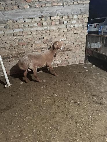 Продаю | Овца (самка) | Арашан at lalafo.kg Продаю | Овца (самка) | Арашан