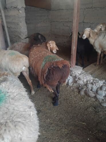 продажа домашних животных: Продаю | Овца (самка) | Для разведения | Матка — 8