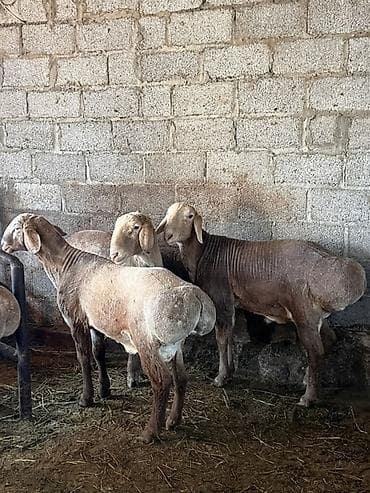 бараны гисары: Продаю | Баран (самец) | Арашан | Для разведения | Племенные — 1