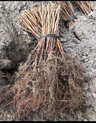 купить семена цветов в бишкеке: Малина кочот Полька / Полана сорт Семена и Саженци Малины Полька сорт — 4