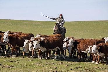 резчик по дереву: Требуются пастухи. Обращайтесь если появятся вопросы — 1