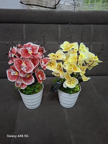 ковры паласы новый: Продаются искусственные растения. Всегда красивые без ухода. Новые — 7