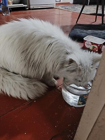 мышык сатып алам: 5 айлык, Ургаачы — 2