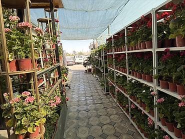 комнатный эшиктер: Комнатные и уличные растения в горшках - Большой выбор цветущих и — 2