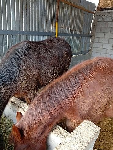 куплю утку домашнюю: Продаю | Жеребенок | Полукровка | Для разведения — 3