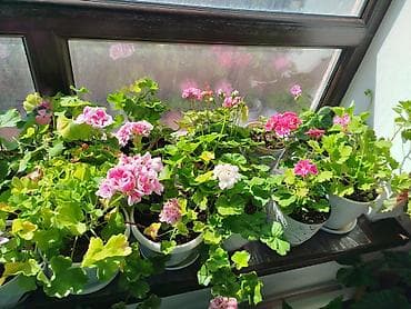 аптечка: Комнатные растения в горшках от 300-1000 1) Алоэ вера (крупные — 8