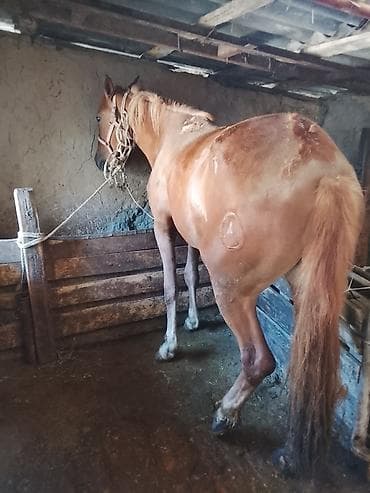 Продаю | Кобыла (самка) | На забой