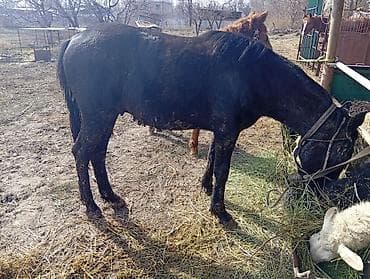 Сатам | Бээ (ургаачы) | Жумушка — 2