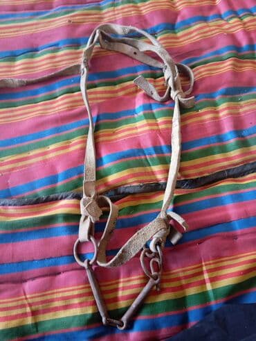 куда можно отдать собаку в бишкеке: Продаю уздечку — 2