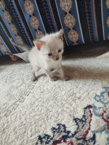 кошка домашний: Кошка даром: Балинезийская, 1 год, Девочка — 4